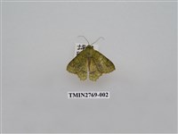 藏品(尺蛾339)的圖片